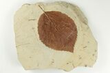 3.6" Fossil Leaf (Beringiaphyllum) - Montana - #203351-1